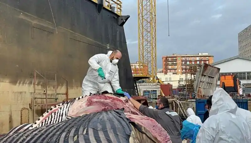 autopsia balena morta a sorrento 1