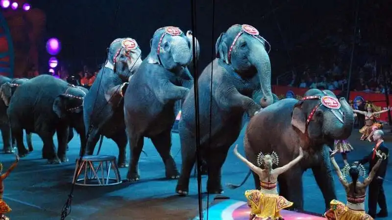 circo animali 1