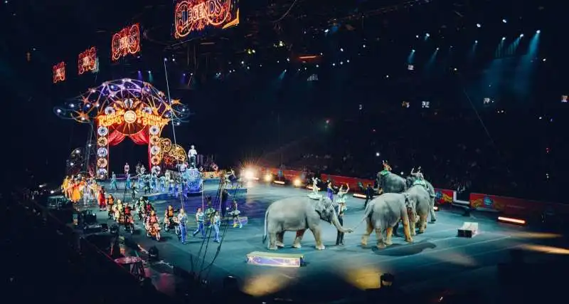 circo animali 3