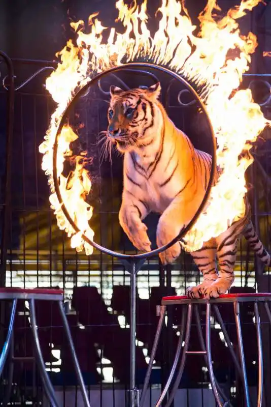 circo animali 4