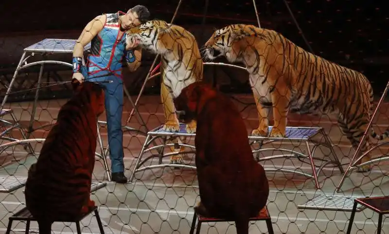 circo animali 5