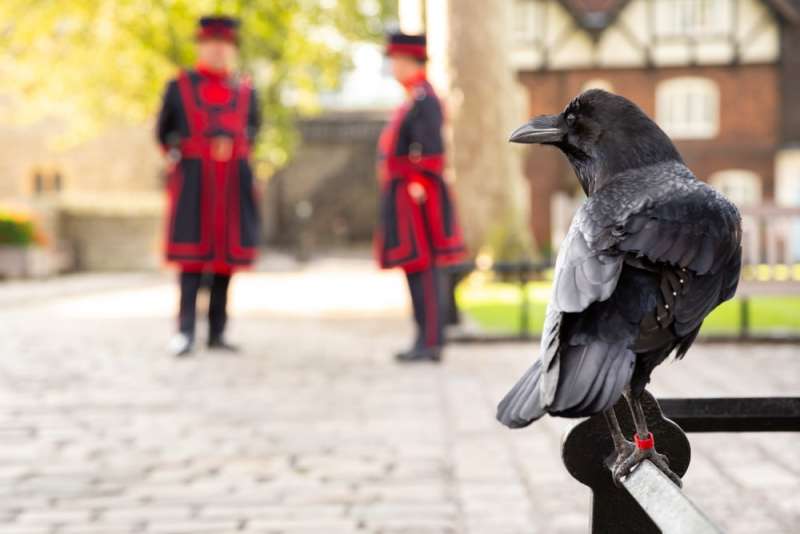 corvi alla torre di londra 3