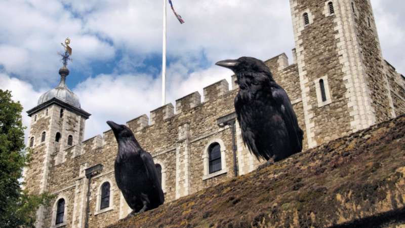 corvi alla torre di londra 4