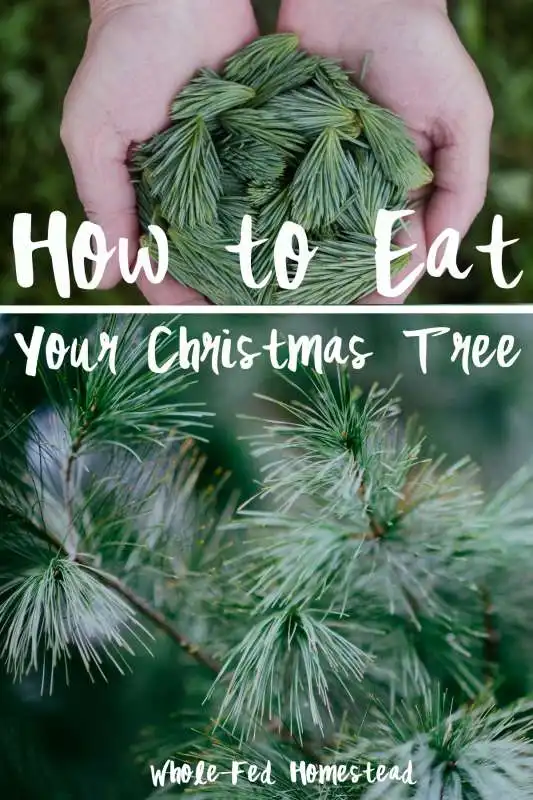 how to eat your christmas tree