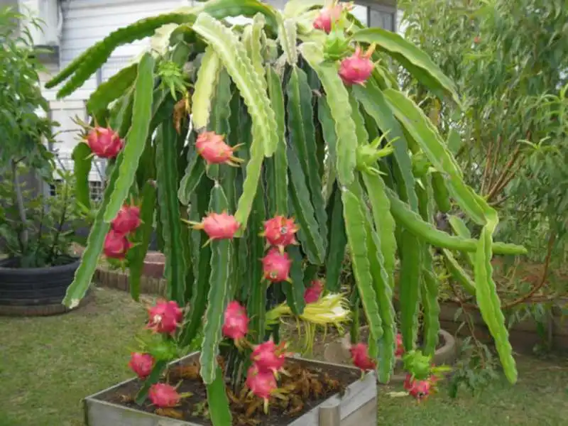 hylocereus cactus