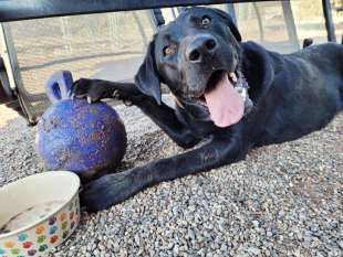 Cane adottato durante la pandemia