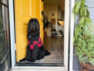 Cane adottato durante la pandemia 4