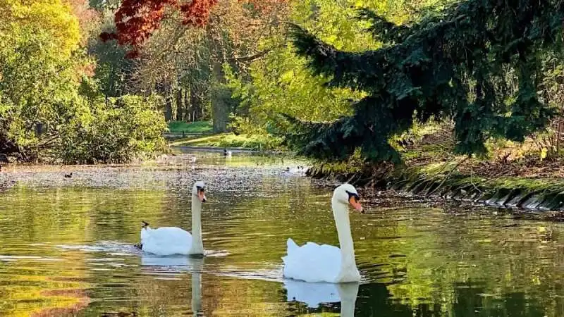 cigni al bois de boulogne di parigi  