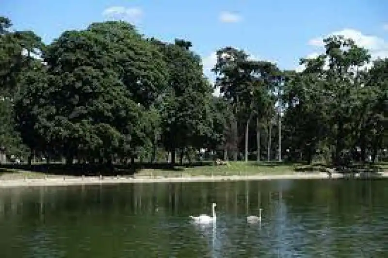 cigni al bois de boulogne   parigi 