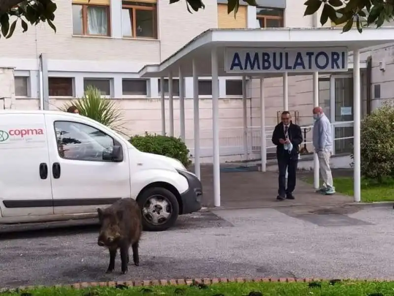 cinghiali avvistati al pronto soccorso