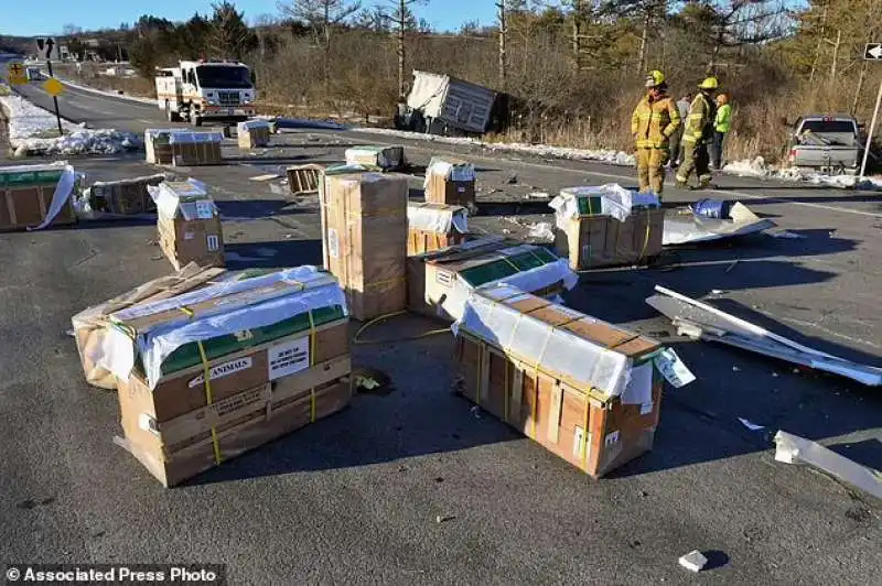 Il camion che trasportava le scimmie 2