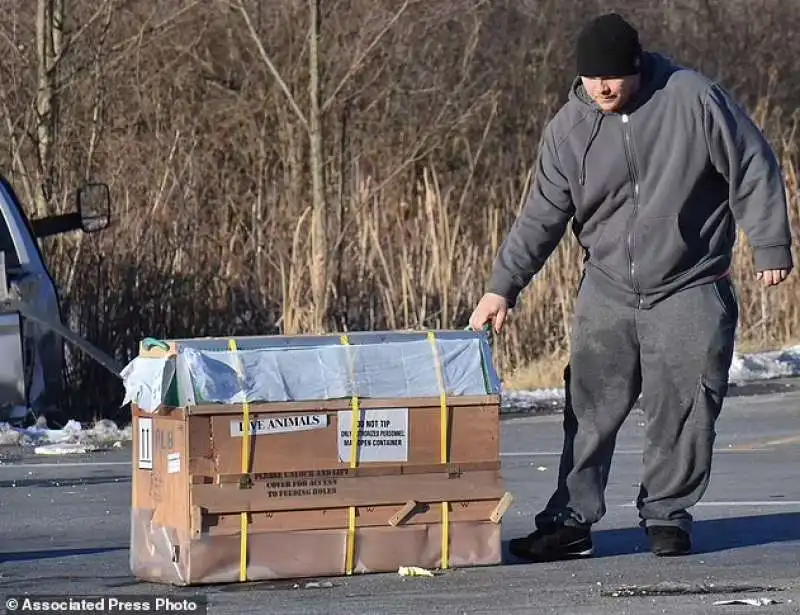 Il camion che trasportava le scimmie 3