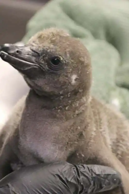 Il cucciolo di pinguino 