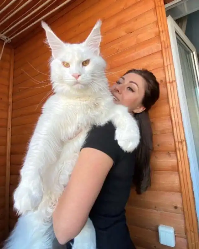 il gatto gigante kefir  1