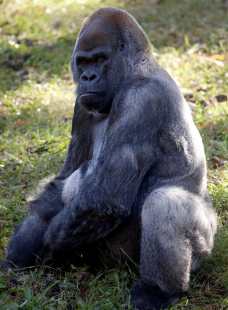 ozzie il gorilla