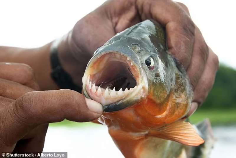 Piranha