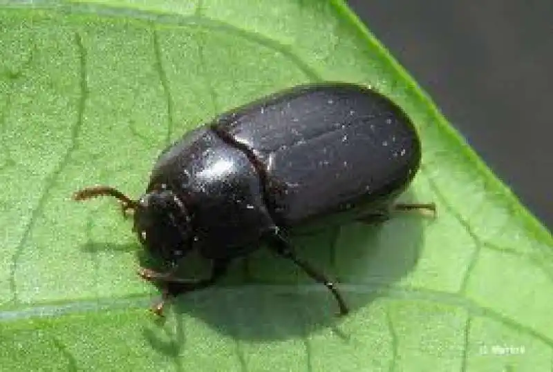 alphitobius diaperinus    larve del verme della farina minore   4