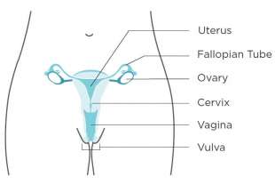 apparato riproduttivo femminile (2)