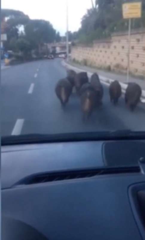 branco di cinghiali a montespaccato roma 1