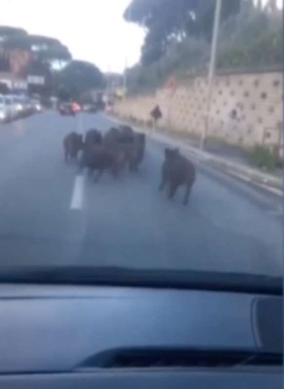 branco di cinghiali a montespaccato roma 2