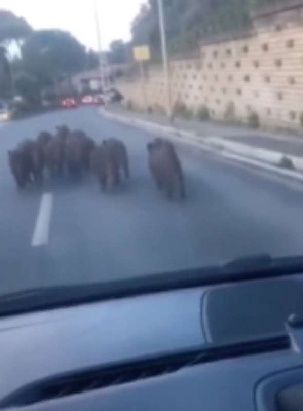 branco di cinghiali a montespaccato roma 3