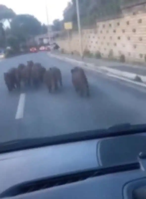 branco di cinghiali a montespaccato roma   3