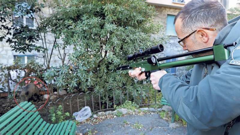 CACCIA AL CINGHIALE A GENOVA