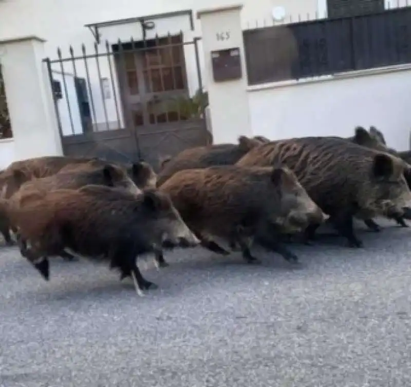 cinghiali a passeggio a montespaccato roma