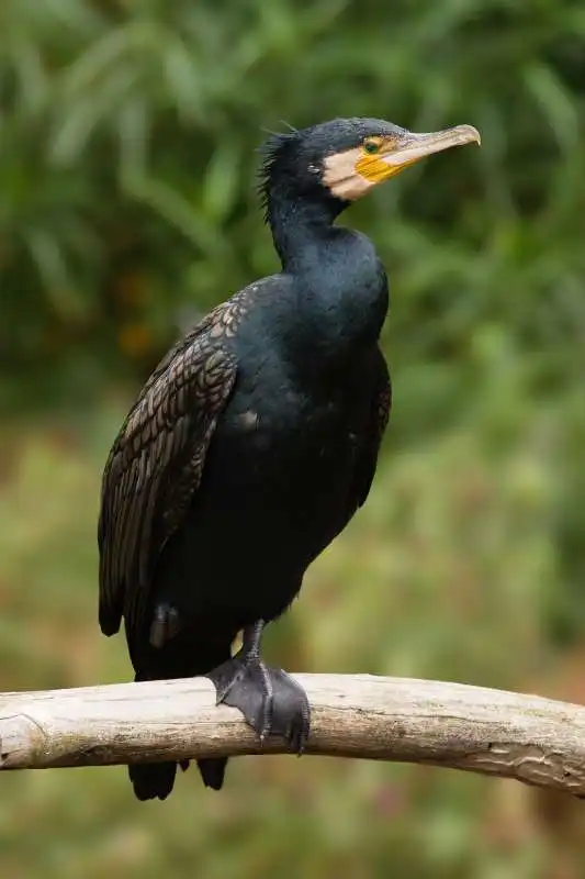 cormorani 2