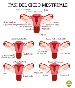fasi ciclo mestruale