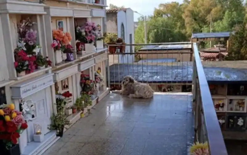 il cane magda al cimitero catanzaro 2