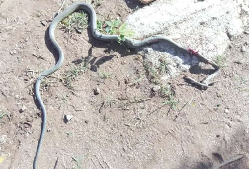 il mamba nero che ha ucciso Melody Chiputura