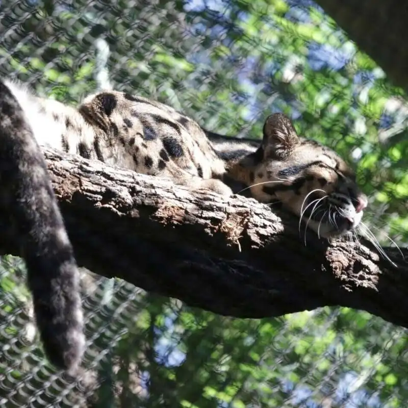 leopardo 