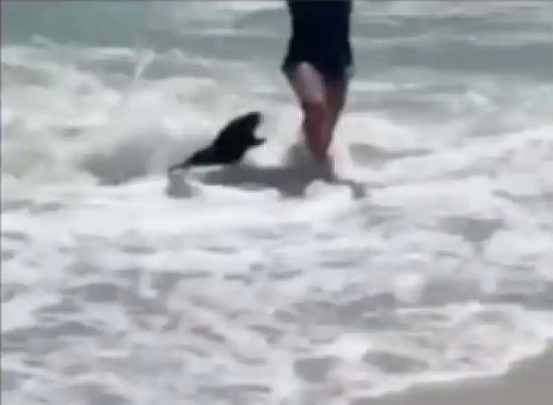 SUDAFRICA - UNA FOCA ATTACCA UN BAMBINO IN SPIAGGIA