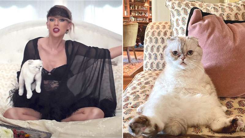 t swift cat nm