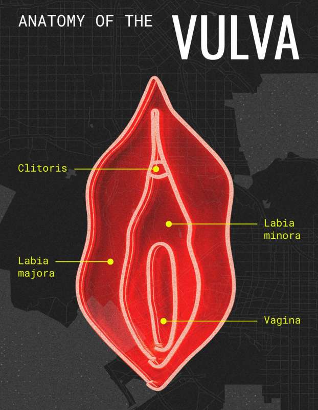 vulva anatomy