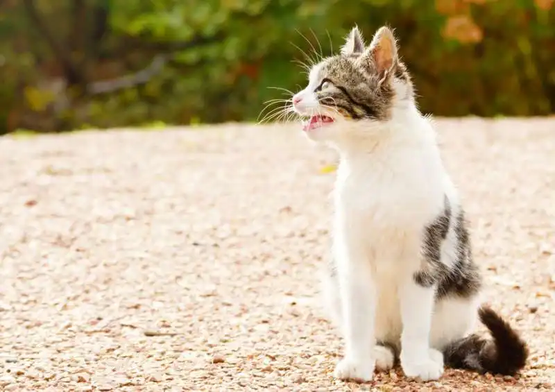 animali abbandonati in strada 2