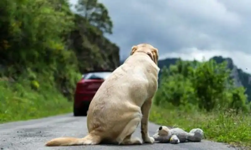 animali abbandonati in strada 4