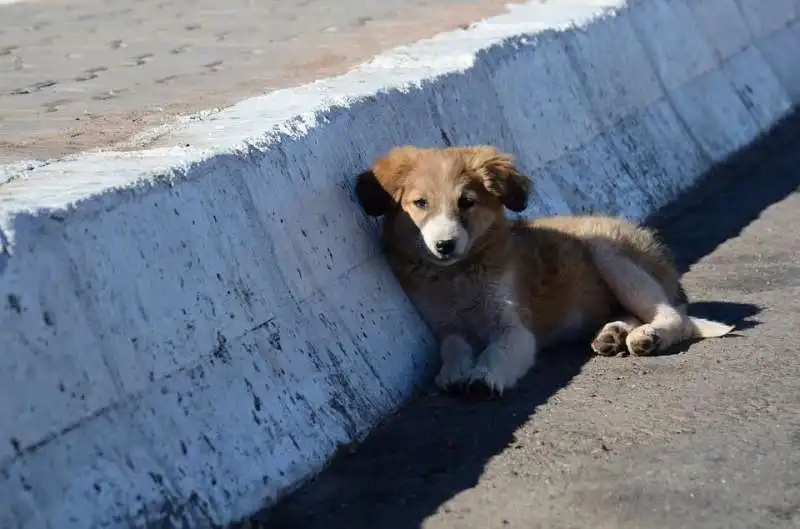 animali abbandonati in strada 6