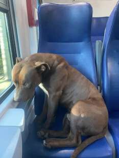 cane sul treno