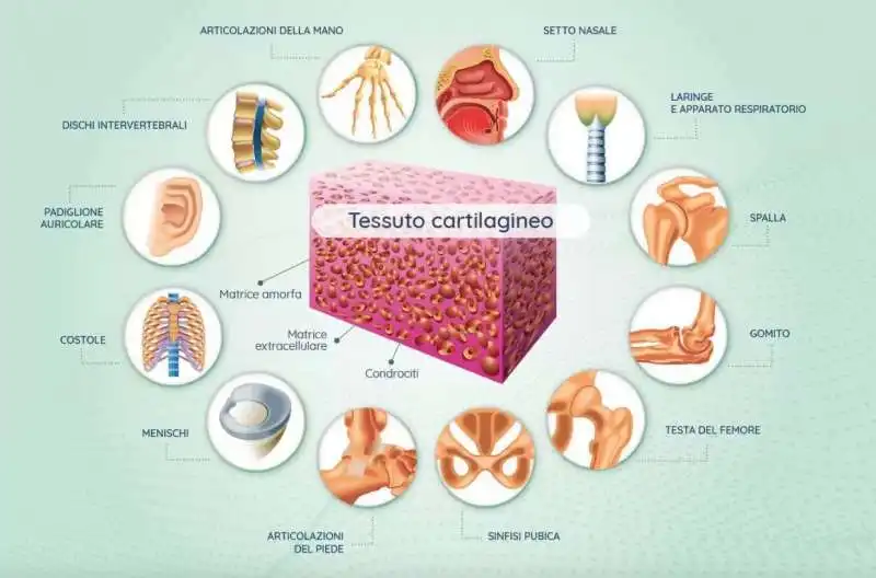 cartilagine 2