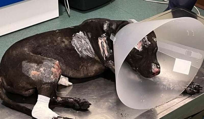 il cane dato alle fiamme a palermo 2