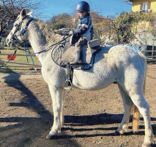 il cavallo morto la notte di capodanno 2