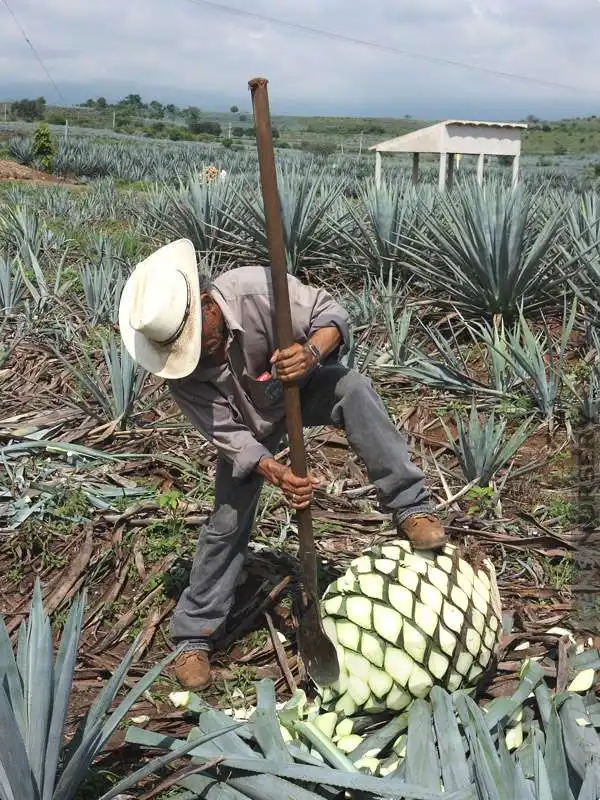 pianta di agave 3