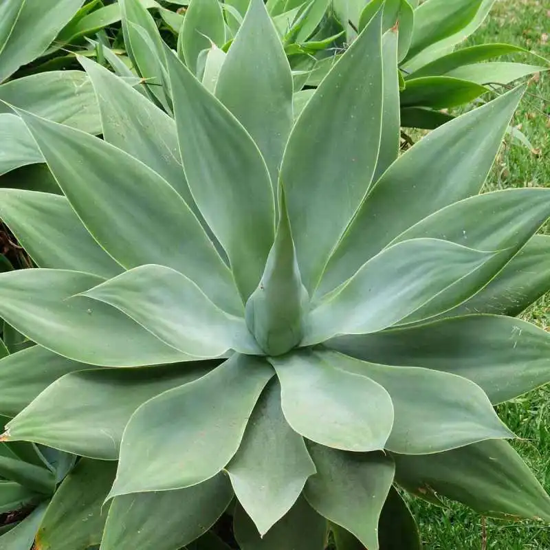 pianta di agave 4