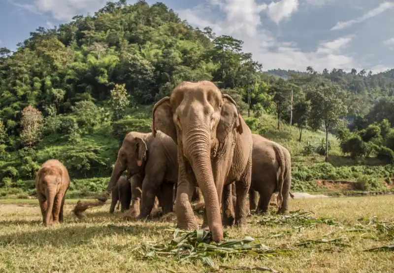 elefanti in thailandia