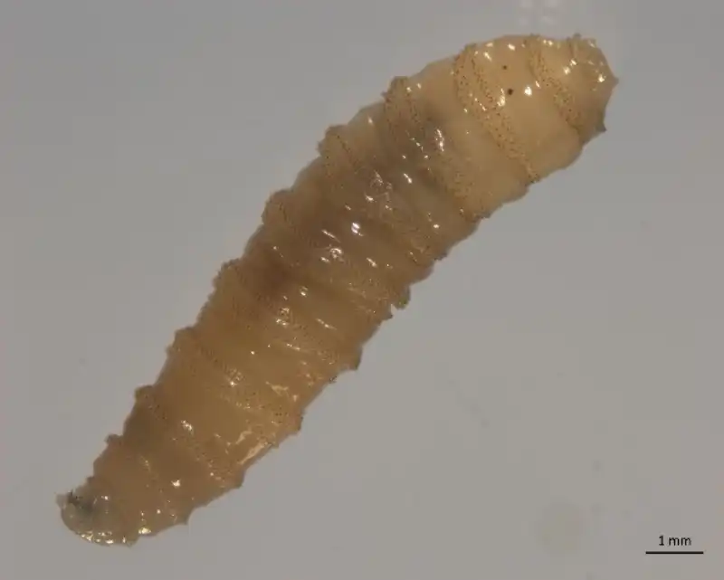 larva di mosca assassina