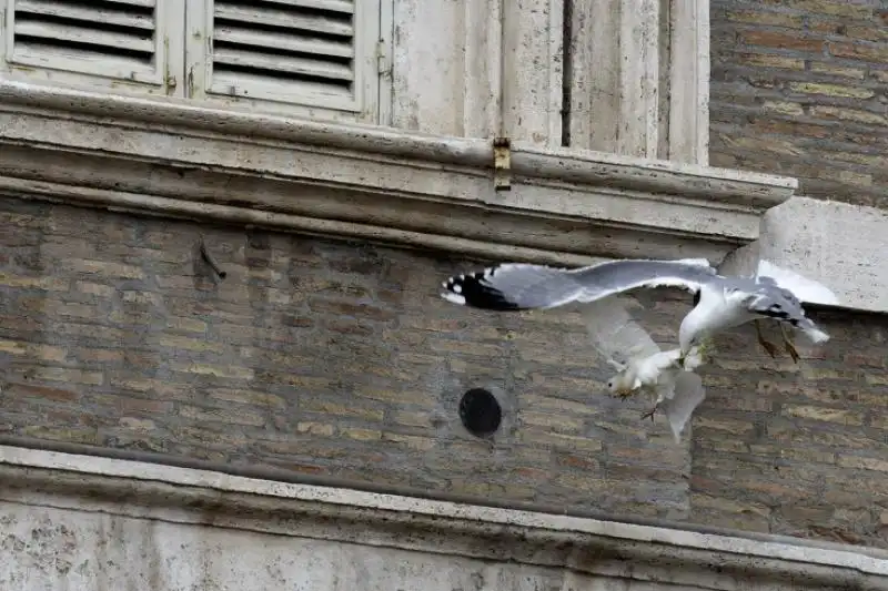 La brutta fine della colomba papale 