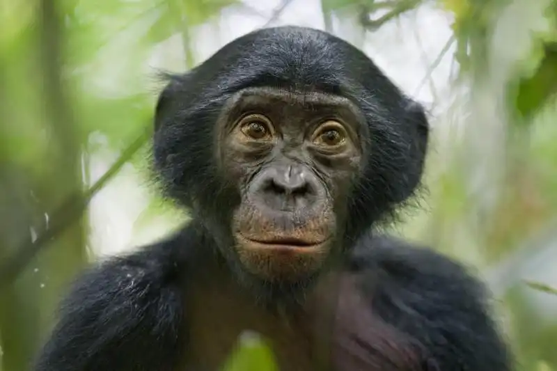 Christian Ziegler, Germania, per National Geographic Magazine, 25gennaio 2011, Congo. Un bonobo di 5 anni