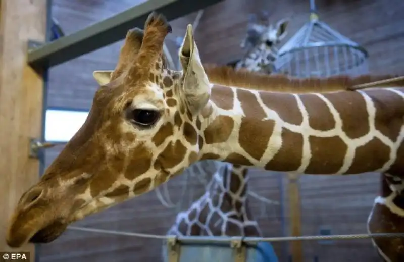 GIRAFFA MARIUS 